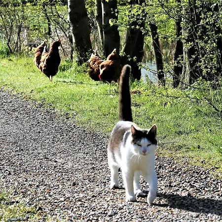Rodkaergard Oda ve Kahvaltı Kerteminde